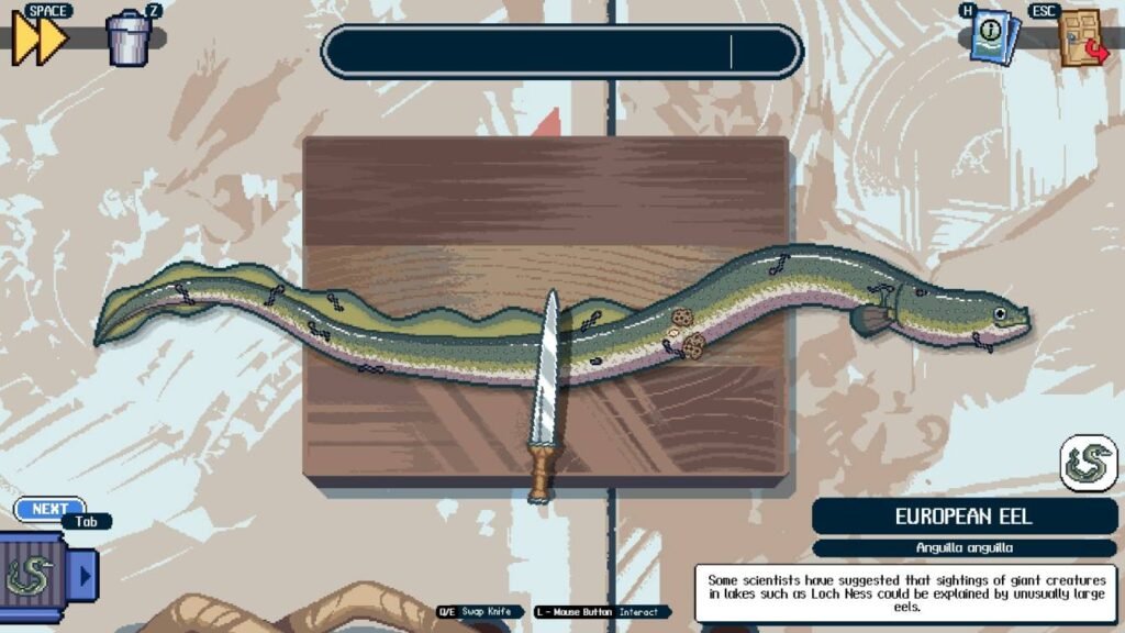 European Eel