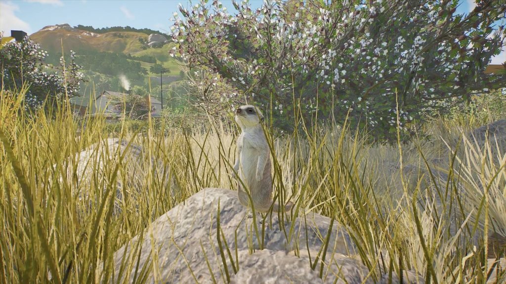 Meerkat